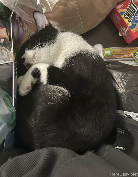 hereliesviolet sexy model picture