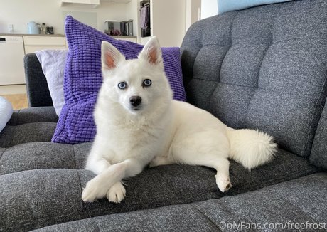 freefrost model art pic