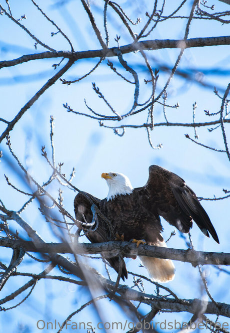 gobirdsbabefree erotic star image