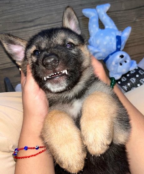 lillatinabaddie star adult image