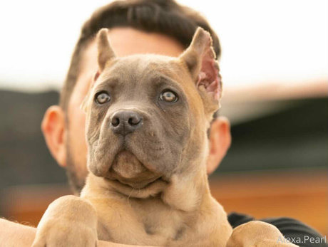 alexapearl pornographic star gallery