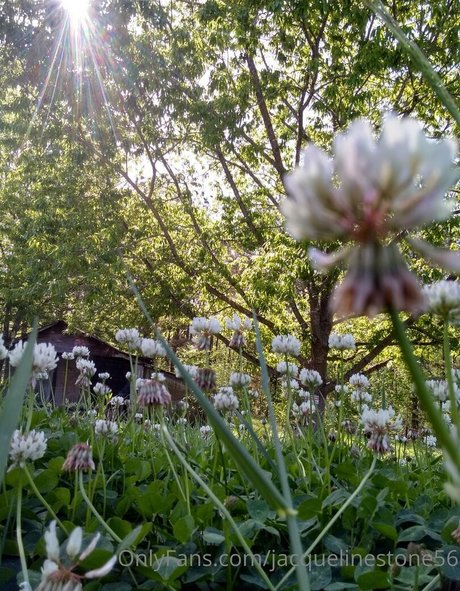 jacquelinestone56 pornstar nice picture