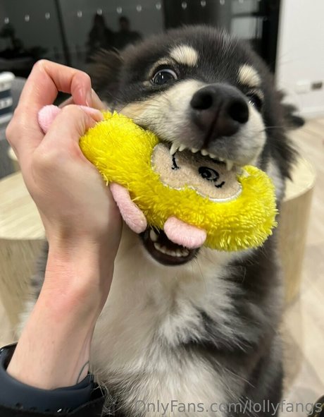 lollyfangs star pretty pictures