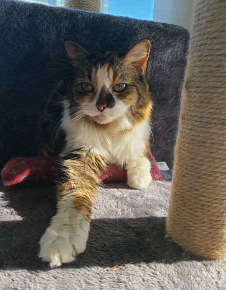 snoot high quality model photo