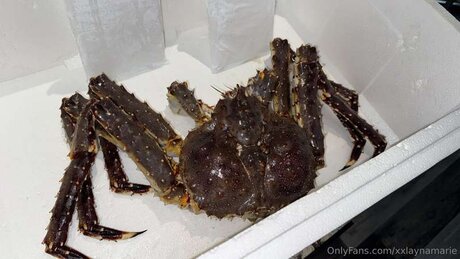 xxlaynamarie pornstar high quality archive