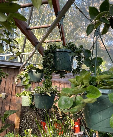 natnevv star adult photo