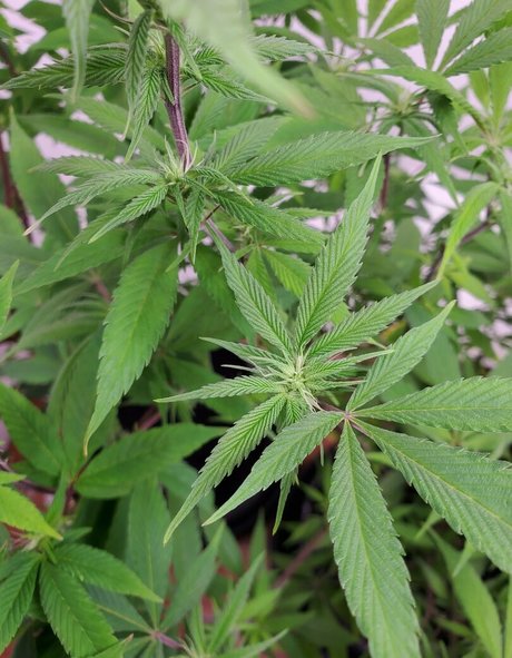 peek a boo u high quality model gallery