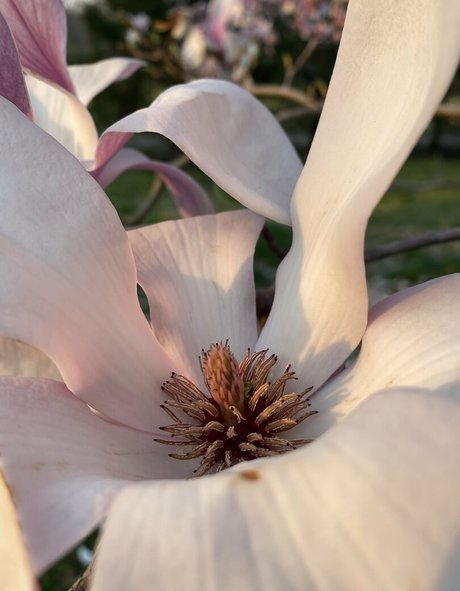 seitansm1stress xxx star gallery