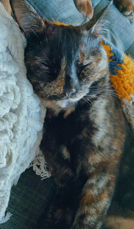 seitansm1stress free star archive