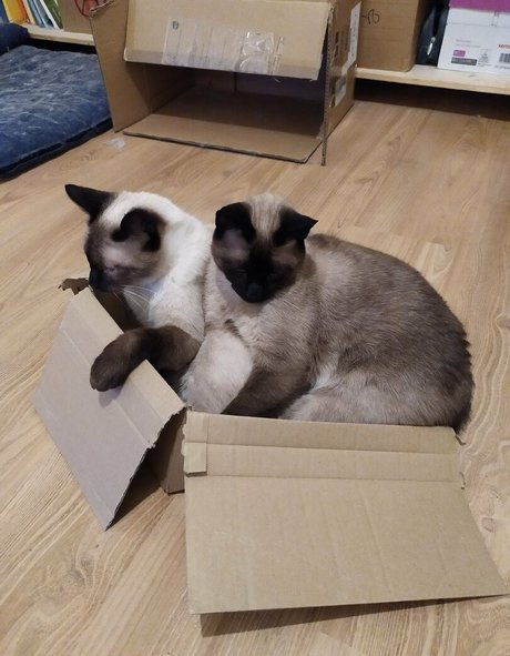 kittykathee pornstar naked archive