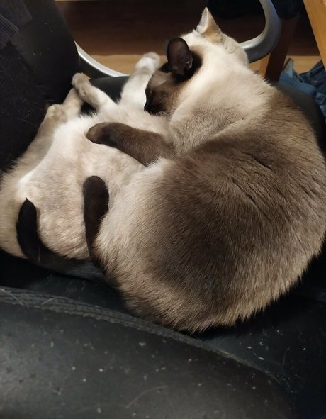 kittykathee star naked galleries