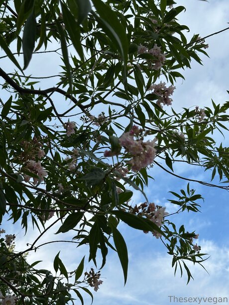 Thesexyvegan star top photo