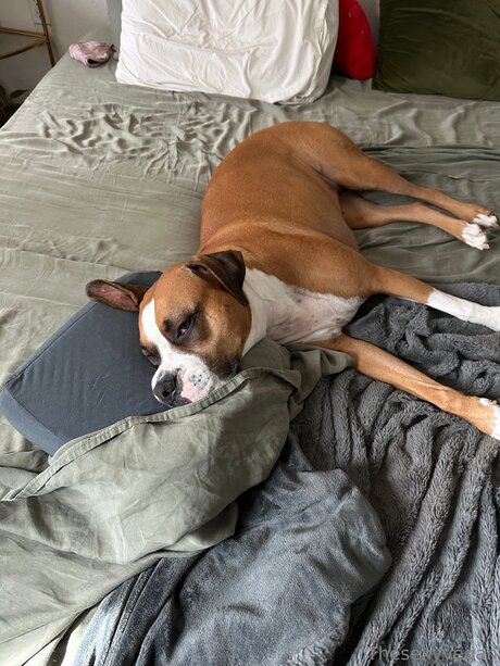 Thesexyvegan nude model image