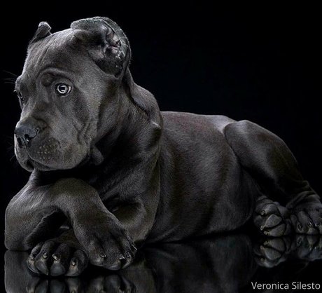 veronicasilesto nude actress img