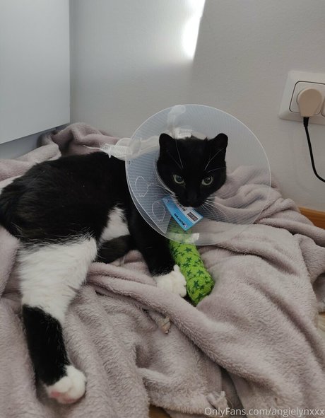 angielynxxx pornstar exclusive img