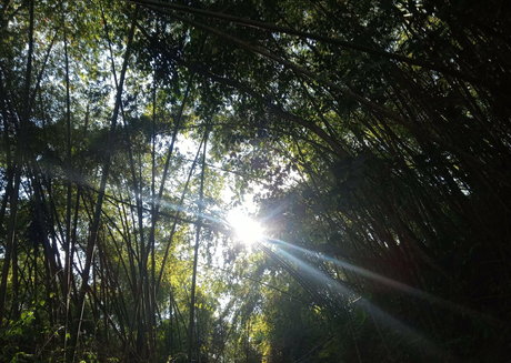 avliequeena porn star archive