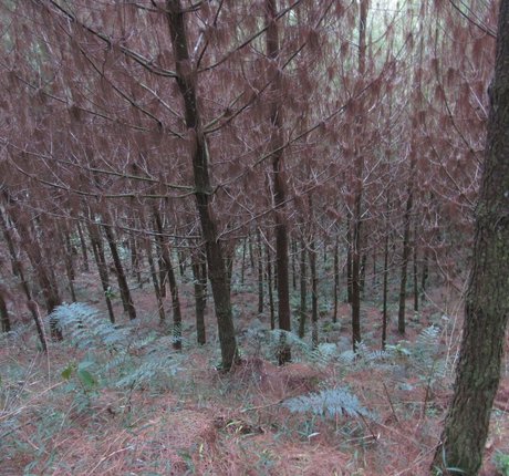 avliequeena free actress archive