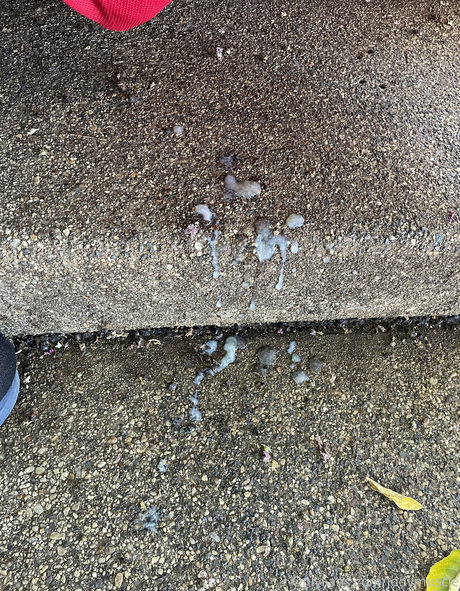 pawg princess onlyfans hot pictures