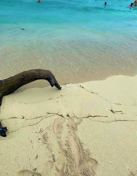 carolcor21 star nice pictures