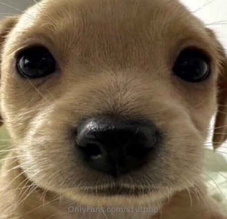 S1utpup nude pornstar picture