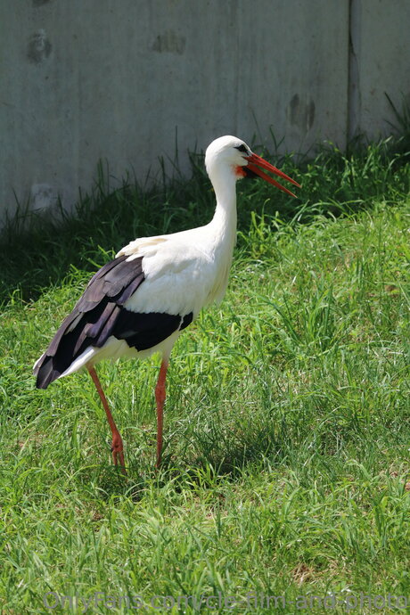 Cle Film And Photo star best pic