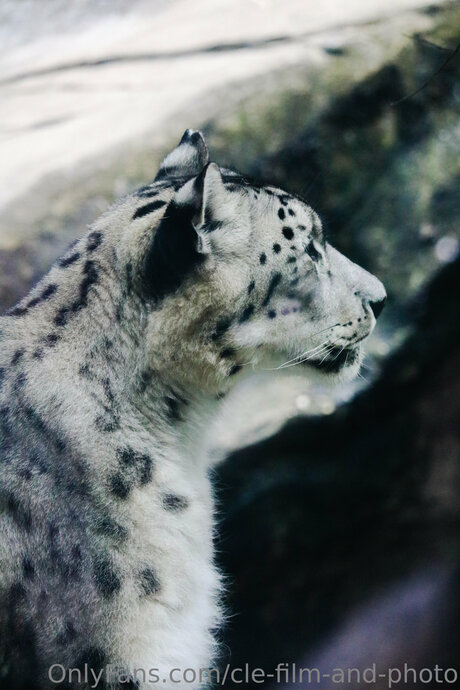 Cle Film And Photo adult star images