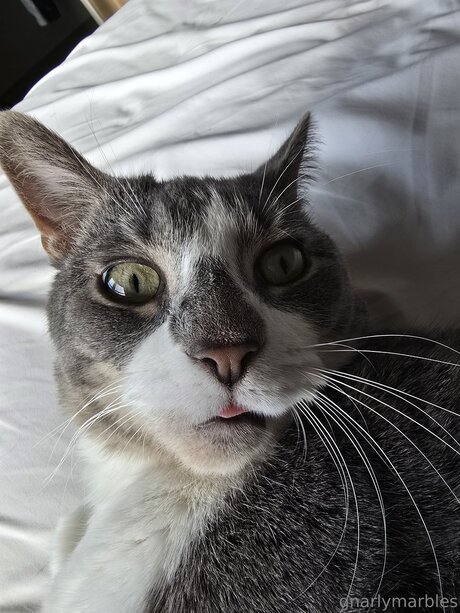 Gnarlymarbles model naked galleries