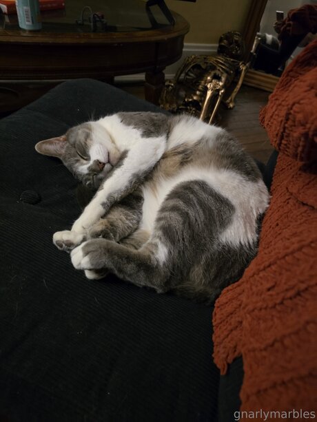 Gnarlymarbles perfect actress pics