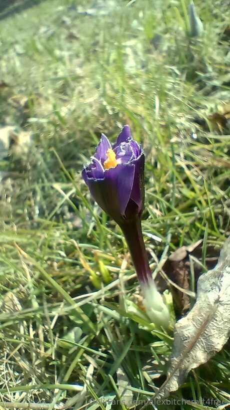 hairy armpits onlyfans free sex photo