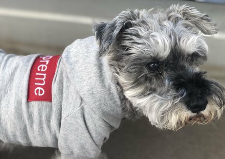 blowjob brunette onlyfans sexy xxx pic