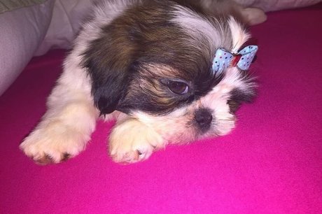 Tomer Asherian adult model img