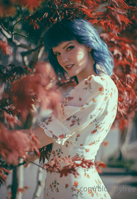 bluejayfree Photo Gallery