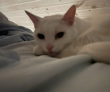 laraloxley model beautiful galleries