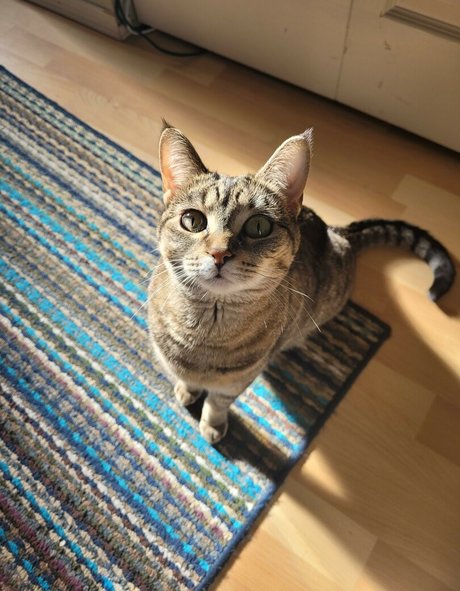 Midnight Vulpi nudes star galleries