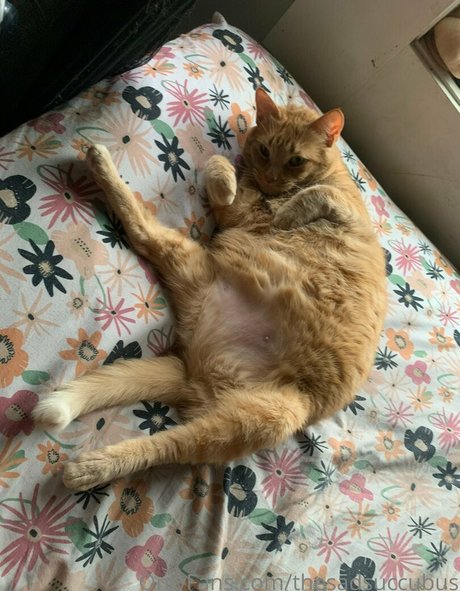 thesadsuccubus hd star photo