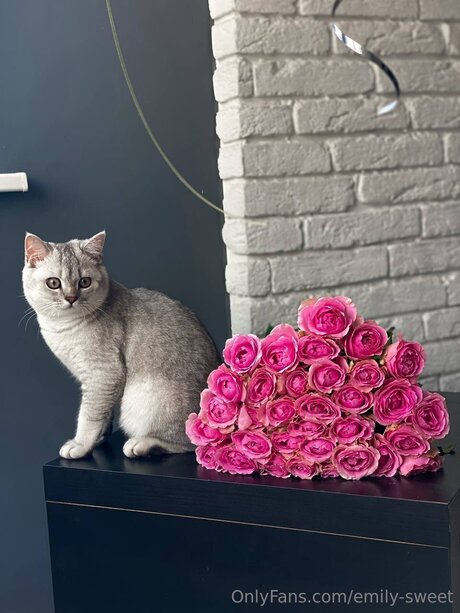 Emily Sweet pornstar top archive