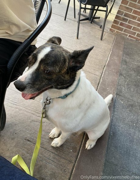 vixenshelbyfree star high quality image