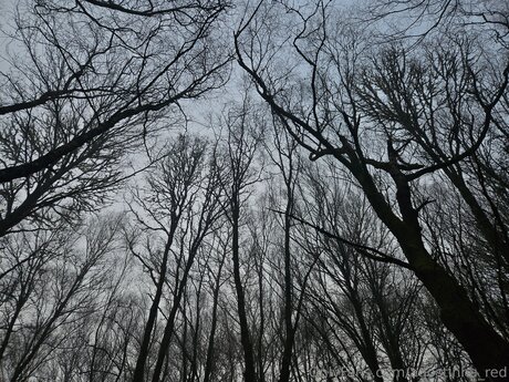 Agostinha Red pornstar free archive