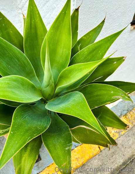 skinny asian teen onlyfans erotic gallery