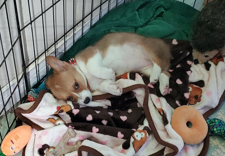 sonjahaze art star pic