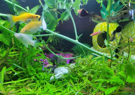 sonjahaze porn model pics