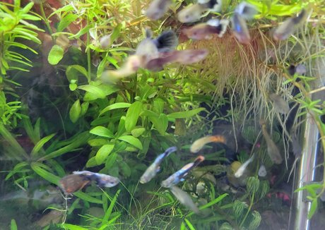 sonjahaze model hot picture