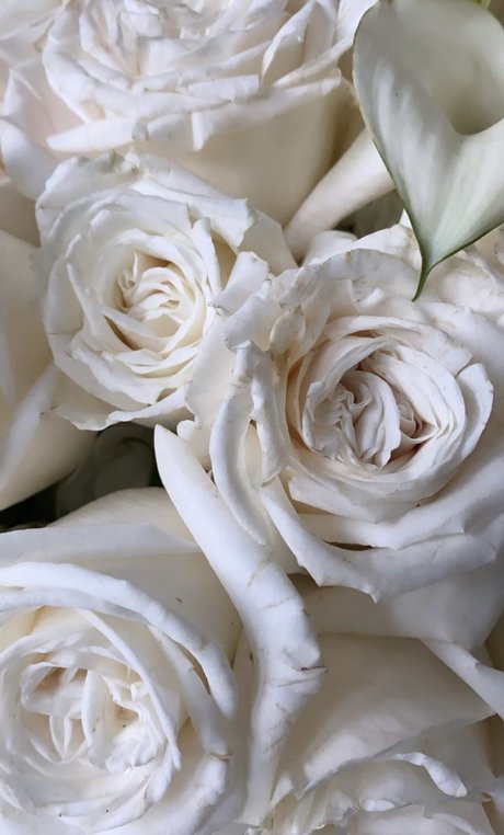 _helle top pornstar picture