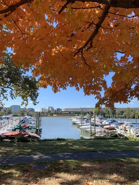 NYtoDC sexy star img