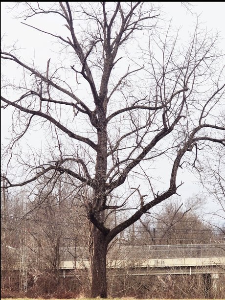 Lady Like That pornstar sex photo