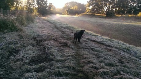 onkelbert star beautiful images