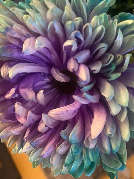 Sternf e beautiful model pic