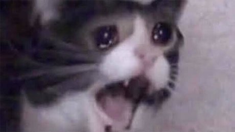 Rookao top pornstar gallery