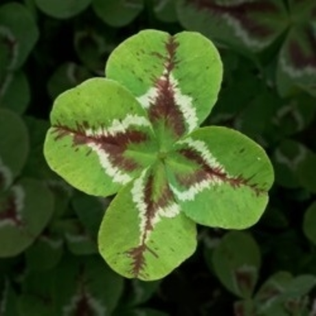 taboo onlyfans perfect archive