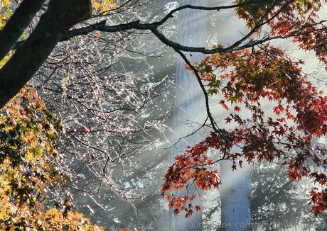 xevbellringer69 star porn img